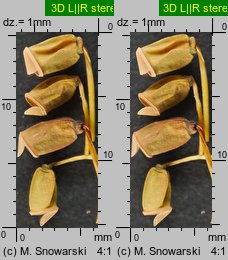 Polytrichastrum formosum (złotowłos strojny)