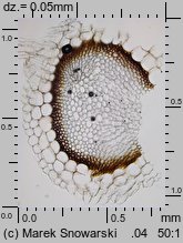 Sphagnum palustre (torfowiec błotny)