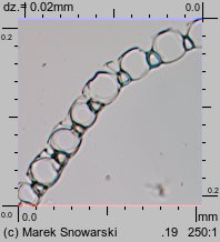 Sphagnum palustre (torfowiec błotny)