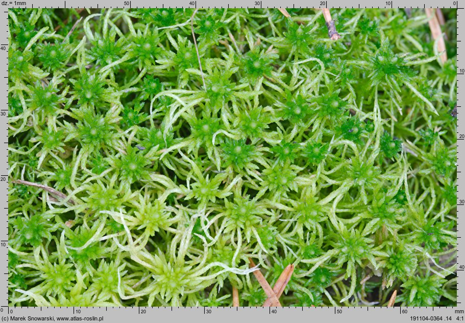 Sphagnum fimbriatum (torfowiec frędzlowany)