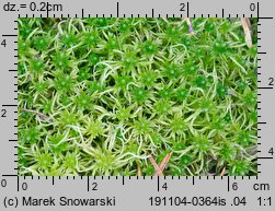 Sphagnum fimbriatum (torfowiec frędzlowany)