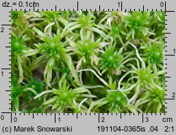 Sphagnum fimbriatum (torfowiec frędzlowany)