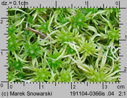 Sphagnum fimbriatum (torfowiec frędzlowany)