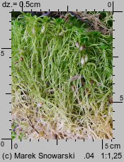 Sphagnum fimbriatum (torfowiec frędzlowany)