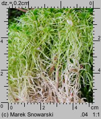 Sphagnum fimbriatum (torfowiec frędzlowany)