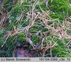 Polytrichastrum longisetum (złotowłos wysmukły)