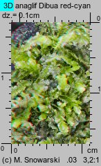 Lophocolea heterophylla (płozik różnolistny)