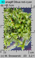 Lophocolea heterophylla (płozik różnolistny)