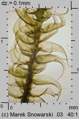 Ptilium crista-castrensis (piórosz pierzasty)