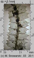 Lophocolea heterophylla (płozik różnolistny)