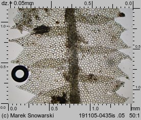 Lophocolea heterophylla (płozik różnolistny)