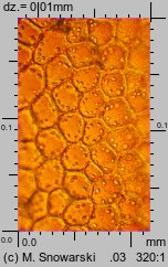 Lophocolea heterophylla (płozik różnolistny)