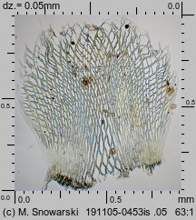 Sphagnum fimbriatum (torfowiec frędzlowany)