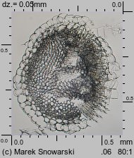 Sphagnum fimbriatum (torfowiec frędzlowany)