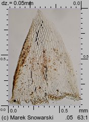 Sphagnum fallax (torfowiec kończysty)