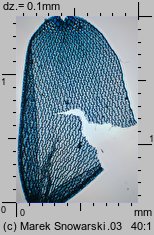 Sphagnum magellanicum (torfowiec magellański)