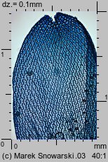 Sphagnum magellanicum (torfowiec magellański)