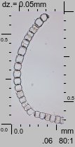 Sphagnum magellanicum (torfowiec magellański)