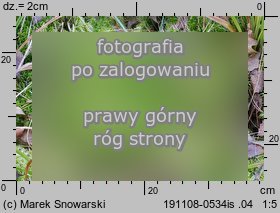 Sphagnum fimbriatum (torfowiec frędzlowany)