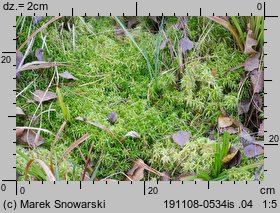 Sphagnum fimbriatum (torfowiec frędzlowany)