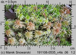 Sphagnum palustre (torfowiec błotny)