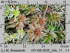 Sphagnum palustre (torfowiec błotny)