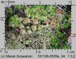 Sphagnum palustre (torfowiec błotny)