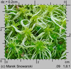 Sphagnum fimbriatum (torfowiec frędzlowany)