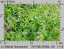 Sphagnum fimbriatum (torfowiec frędzlowany)