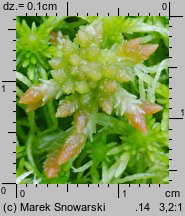 Sphagnum palustre (torfowiec błotny)