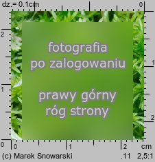 Sphagnum fimbriatum (torfowiec frędzlowany)