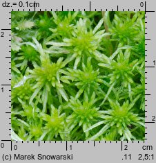 Sphagnum fimbriatum (torfowiec frędzlowany)