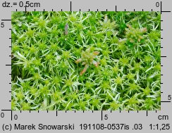 Sphagnum fimbriatum (torfowiec frędzlowany)