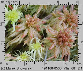 Sphagnum palustre (torfowiec błotny)