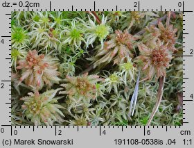 Sphagnum palustre (torfowiec błotny)