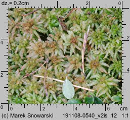 Sphagnum palustre (torfowiec błotny)