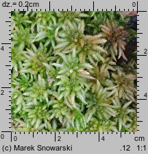 Sphagnum palustre (torfowiec błotny)