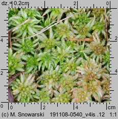 Sphagnum palustre (torfowiec błotny)