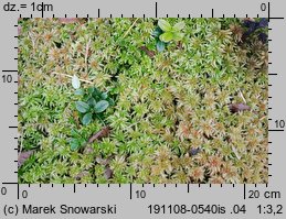 Sphagnum palustre (torfowiec błotny)