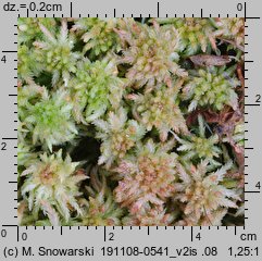 Sphagnum palustre (torfowiec błotny)