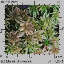 Sphagnum palustre (torfowiec błotny)