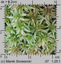 Sphagnum palustre (torfowiec błotny)