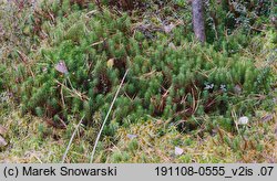 Polytrichum commune (płonnik pospolity)