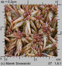 Sphagnum palustre (torfowiec błotny)