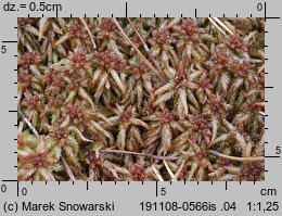 Sphagnum palustre (torfowiec błotny)