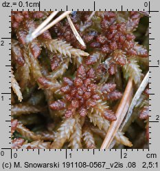 Sphagnum palustre (torfowiec błotny)