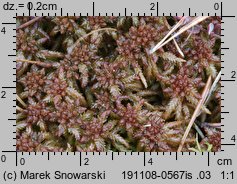 Sphagnum palustre (torfowiec błotny)