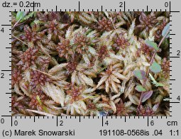 Sphagnum palustre (torfowiec błotny)