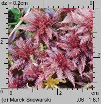 Sphagnum magellanicum (torfowiec magellański)