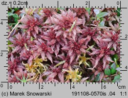 Sphagnum magellanicum (torfowiec magellański)